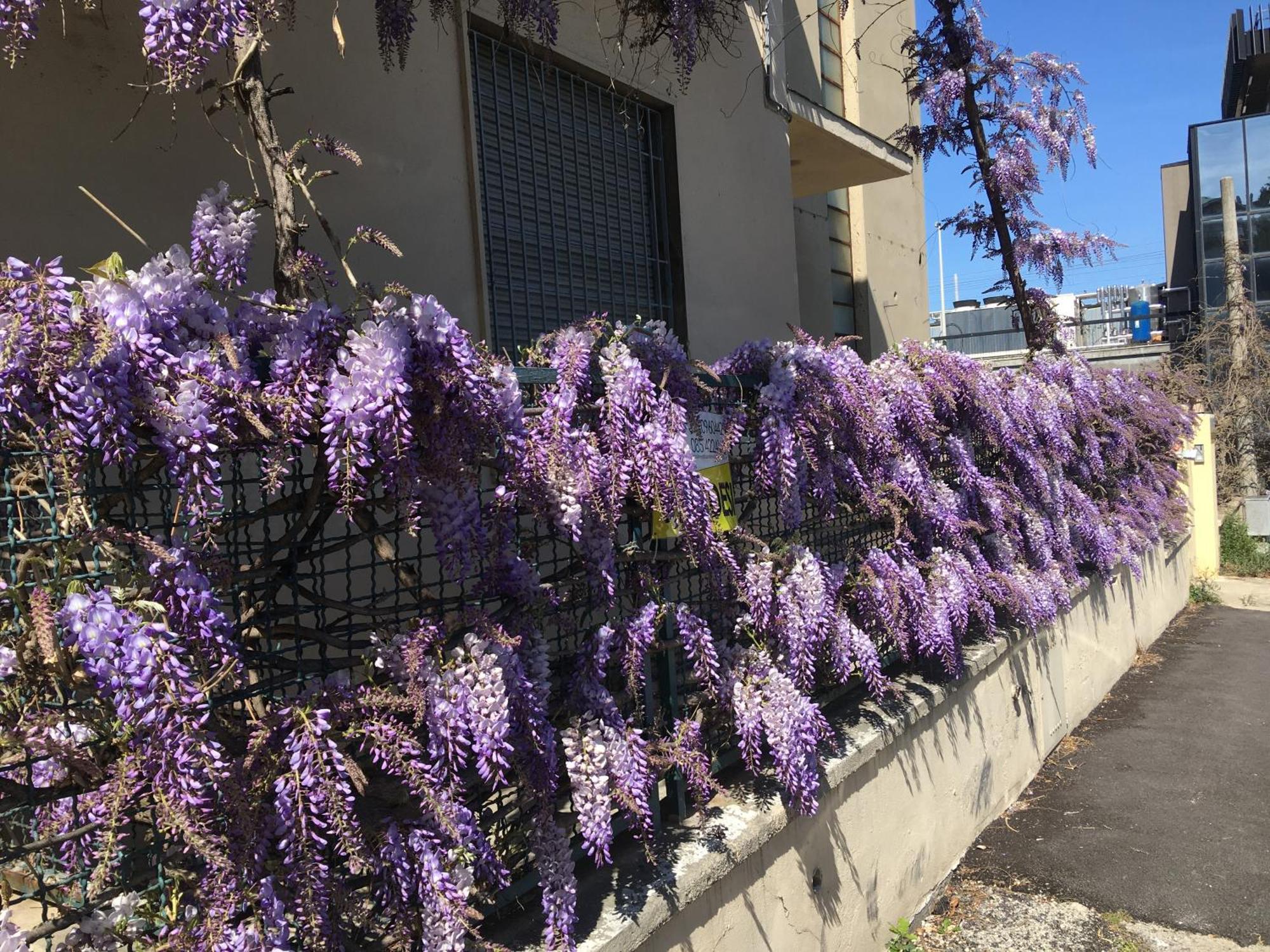 B&B Il Glicine Pescara Centro Eksteriør billede